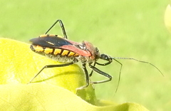 Rhynocoris segmentarius