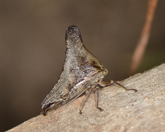 Glossonotus acuminatus