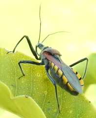 Rhynocoris segmentarius
