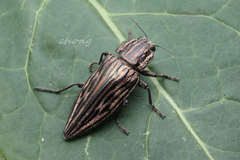 Chalcophora japonica