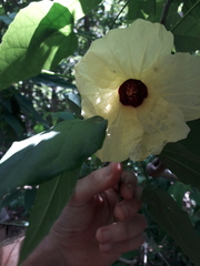 Hibiscus comorensis