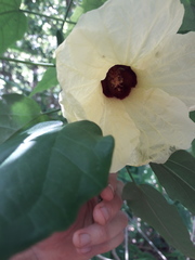 Hibiscus comorensis