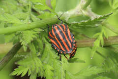 Graphosoma rubrolineatum