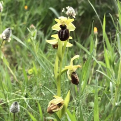 Ophrys exaltata
