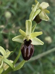 Ophrys exaltata