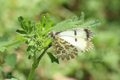 Anthocharis bambusarum