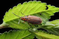 Xanthogaleruca maculicollis