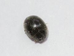 Scymnus rubromaculatus
