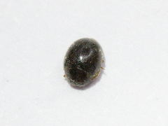Scymnus rubromaculatus