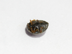 Scymnus rubromaculatus