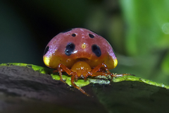 Paraplectana duodecimmaculata