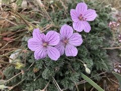 Erodium foetidum