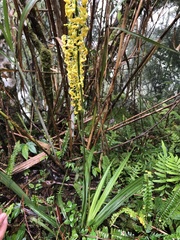 Calanthe davidii