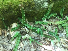 Asplenium scolopendrium americanum
