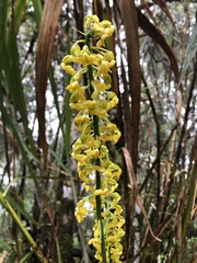 Calanthe davidii