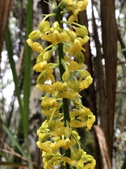 Calanthe davidii