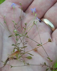 Houstonia pusilla