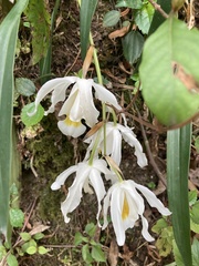 Coelogyne cristata, photograph author not stated, no rights reserved