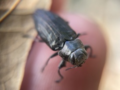 Chrysobothris edwardsii