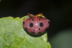 Paraplectana duodecimmaculata
