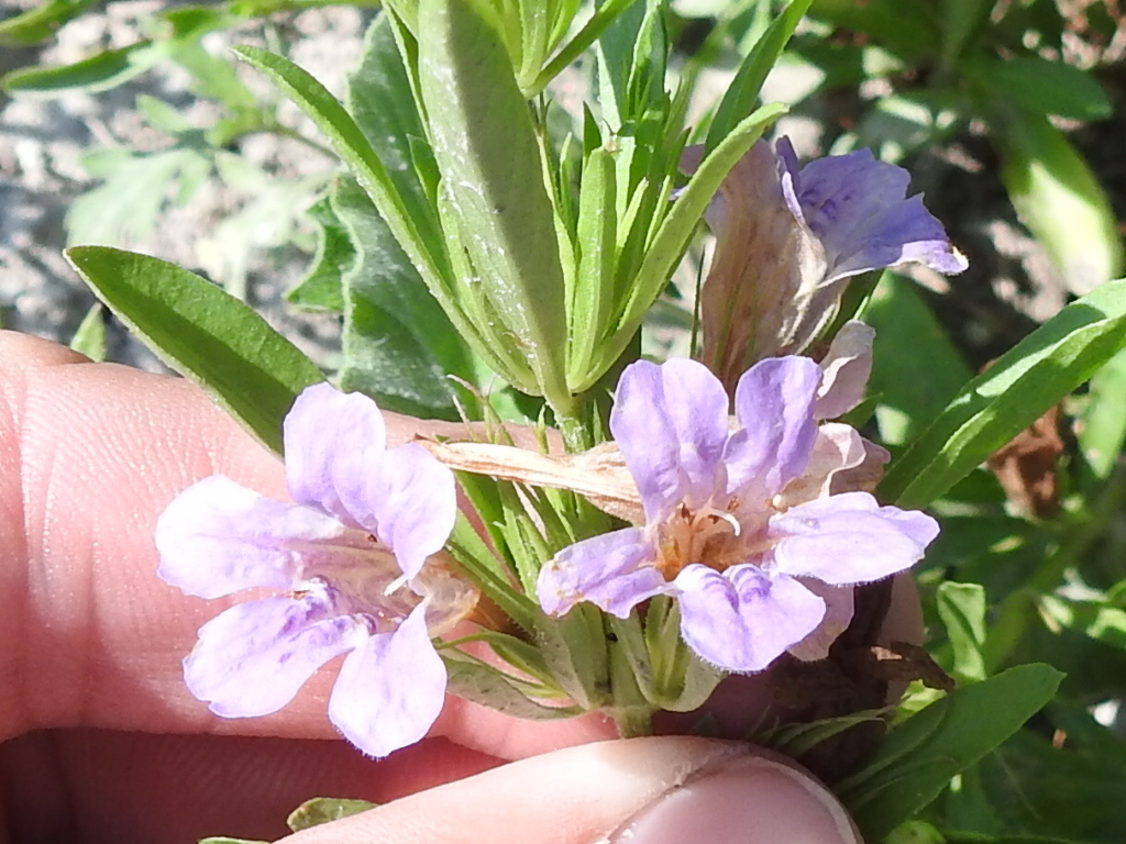 Dyschoriste linearis
