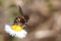 Dianthidium floridiense