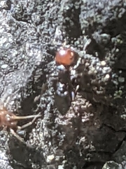 Crematogaster scutellaris