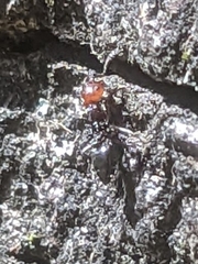 Crematogaster scutellaris