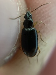 Bembidion iridescens