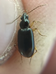 Bembidion iridescens