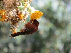 Sephanoides fernandensis
