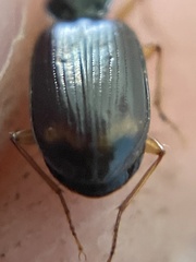 Bembidion iridescens