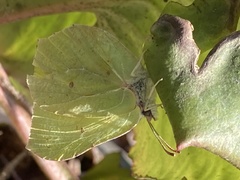 Gonepteryx rhamni