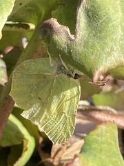 Gonepteryx rhamni