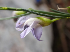 Psoralea sordida