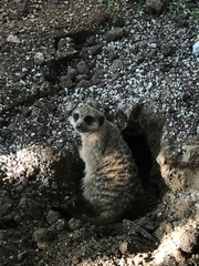 Suricata