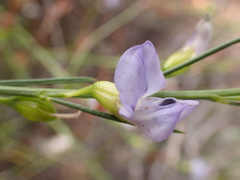 Psoralea sordida