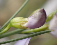 Psoralea sordida
