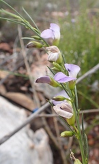 Psoralea sordida