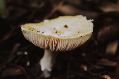 Amanita diemii
