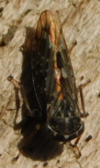 Idiocerus herrichii