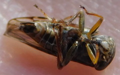 Idiocerus herrichii