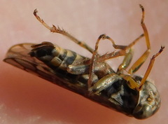 Idiocerus herrichii