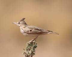 Galerida cristata