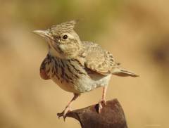 Galerida cristata