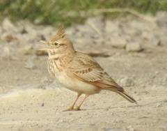 Galerida cristata