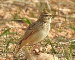 Galerida cristata