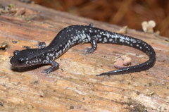 Plethodon ocmulgee