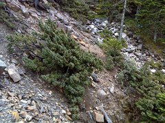Juniperus morrisonicola
