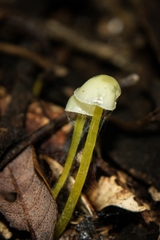 Mycena chusqueophila